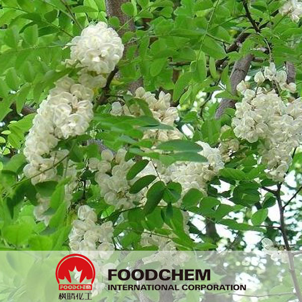 Extrato de Sophora Japonica SUPPLIERS